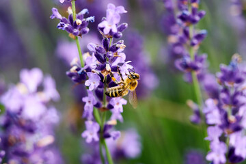 A bee looking for pollen on lavender