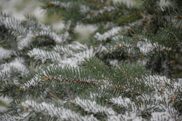 Christmas tree branches under snow background świerk choinka ośnieżone zielone gałęzie świąteczne  © Anna