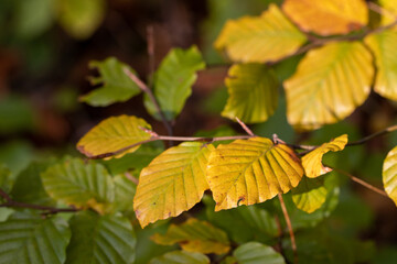 autumn leaves on a branch