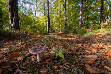 Fototapeta premium mushrooms in the forest. Russula