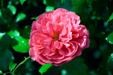 Bush rose flower close up. Garden flower. A plant with bright scarlet double flowers to decorate the garden flower bed.