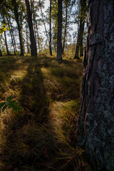 autumn in the forest