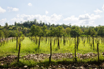 Fototapeta na wymiar A vineyard in the Martville region of Georgia.