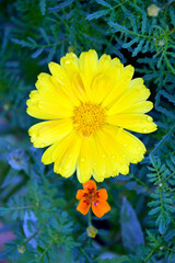 Calendula close-up with dew on the petals. Garden flower for the garden. A herbaceous plant with yellow flowers, marigolds and a medicinal product from this plant.