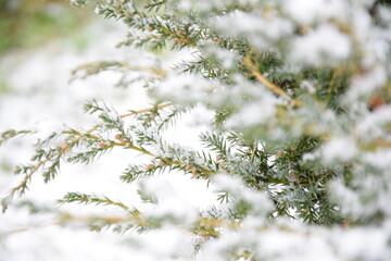 Juniper branches under snow natural background green xmas ośnieżony krzew jałowca iglaste gałązki
 - obrazy, fototapety, plakaty