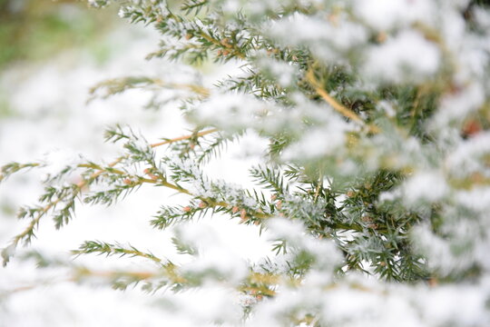 Juniper branches under snow natural background green xmas ośnieżony krzew jałowca iglaste gałązki
