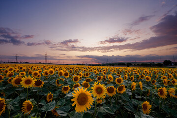 Obraz premium Sunflower field in the evening just after sunset near Schwechat, Austria