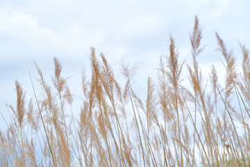 Close up of wheat against the sky
