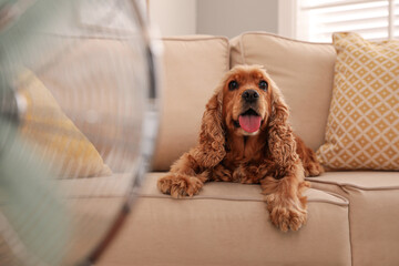 English Cocker Spaniel enjoying air flow from fan on sofa indoors. Summer heat