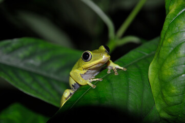 Seychelles Tree Frog (Tachycnemis seychellensis) on a leaf. Night shot