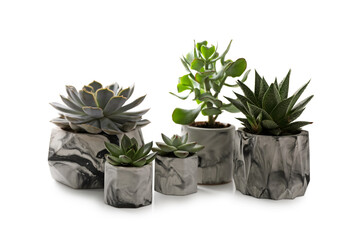 Beautiful succulents on white table. Interior decoration
