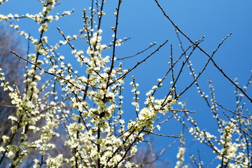 Weiße Kirschblüten im Frühling und blauem Himmel