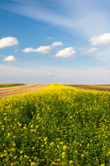 Obraz premium field of mustard