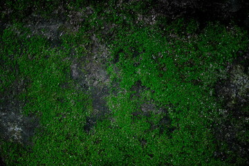 Dark green creepy moss texture background on old rustic weathered stone rock.