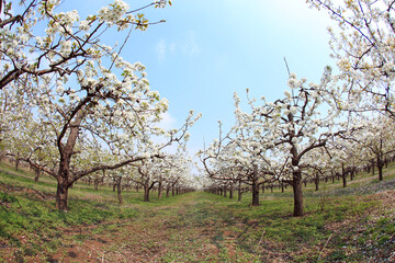 Pear trees blossom in spring