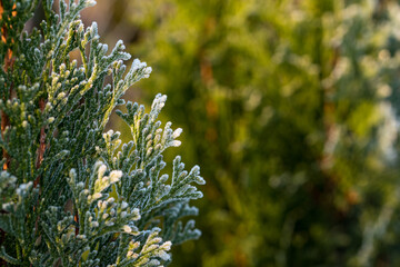 Thuja covered with frost, winter in the garden.