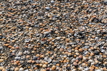 穴あき貝　海岸　浜辺