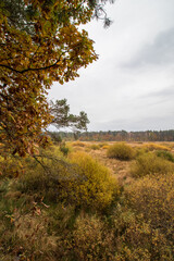 autumn in the forest