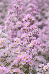 Photo of pink cutters in the garden
