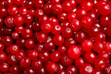 Fresh ripe cranberries as background, closeup view