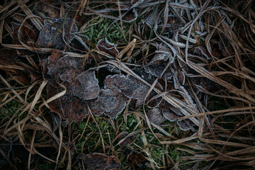 low key still life of Frozen leaves in winter on the ground