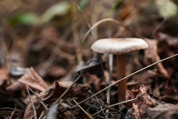 Mushroom growing in wilderness on autumn day, closeup