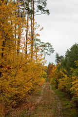 autumn in the forest
