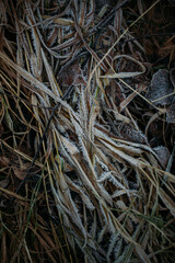 low key still life of Frozen leaves in winter on the ground