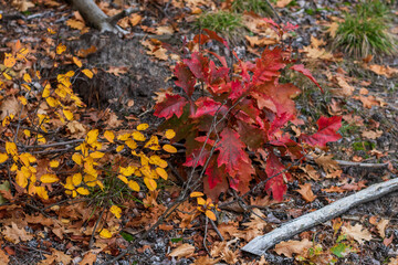 autumn leaves in the forest