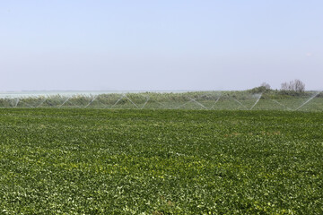 Peanut farming field in harvest time