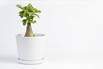 Desert Rose potted house plant isolated on white background