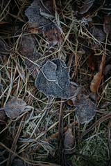 low key still life of Frozen leaves in winter on the ground