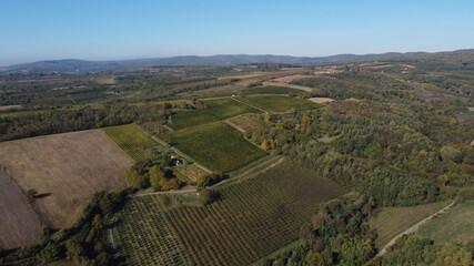 vineyards and grapes in the mountains