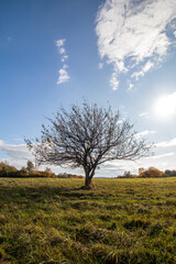 apple tree in the field