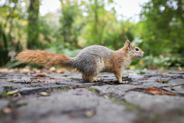 Squirrel posing in forest