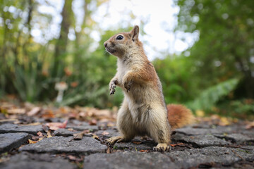 Squirrel posing in forest