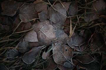 low key still life of Frozen leaves in winter on the ground