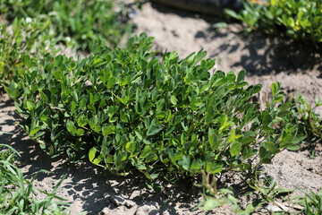 Peanut farming field in harvest time