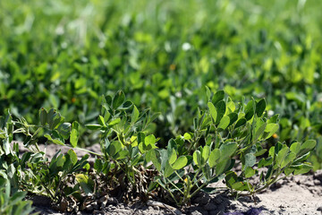 Peanut farming field in harvest time