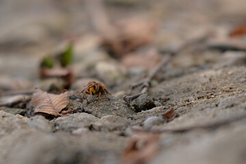large forest wasp walking on the ground. Vespa crabro a dangerous venomous insect
