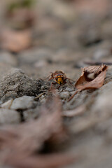 large forest wasp walking on the ground. Vespa crabro a dangerous venomous insect