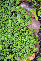 Garden ground cover shrub saxifrage. Background from green leaves. Natural headpiece made of carved leaves. Back picture for writing text.
