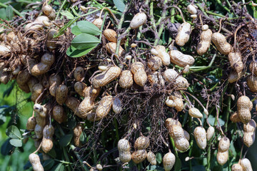 Peanut farming field in harvest time
