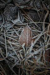 low key still life of Frozen leaves in winter on the ground