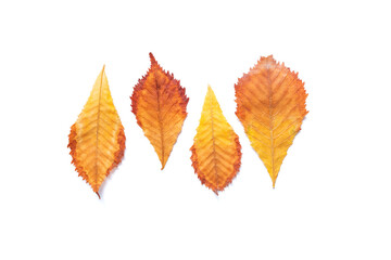 Autumn yellow leafs isolated