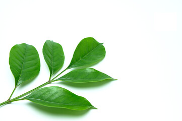 green leaf isolated on white background