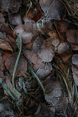 low key still life of Frozen leaves in winter on the ground