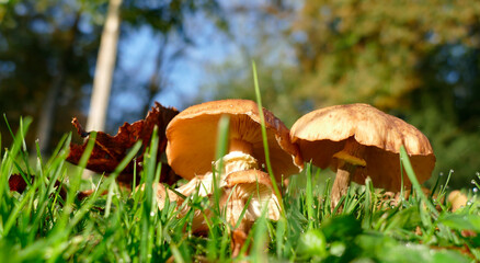 Braune Pilze auf einer Wiese
