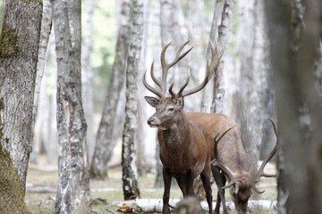 Cerf