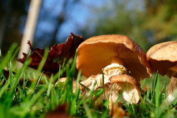 Braune Pilze auf einer Wiese